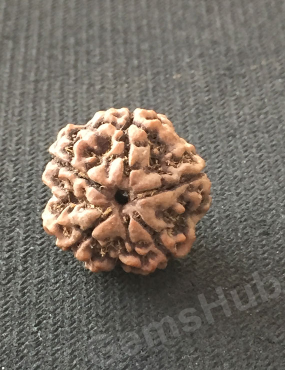 5 Mukhi Natural Certified Rudraksha Size- 23 mm Premium Quality